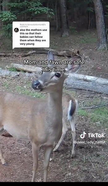 Replying to @denverketterman60 Baby deer learns to deer. 🥰 #deepfakedeertok #fawndeertok #doedeertok #dailydoseofdeer #naturalbackyard #deertok #georgia #nattyt