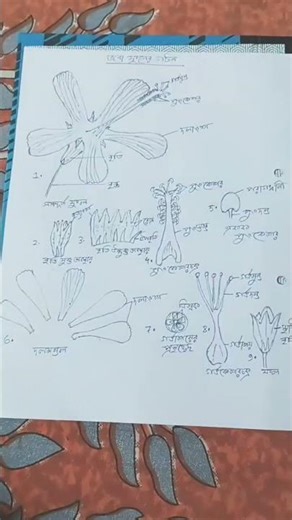 Bsc bio general practical work