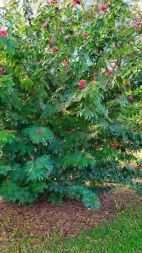 A Lovely Flower Tree Calliandra Haematocephala / Powder Puff Plant / Orange City, Florida