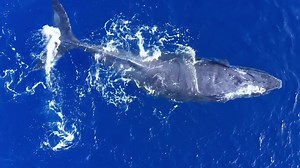 26 reactions · 3 comments | Drone caption of this amazing creatures With the GoPro underwater whale sounds | Tuaine Papatua | Facebook