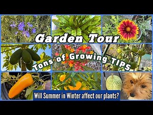 Garden Tour Growing TIPS on Vegetables Tomatoes Pest Control, Making FREE Soil & Container Gardening