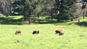 2.5K views · 41 reactions | #ElectionDistraction Bison can jump as high as 6 vertical feet! | San Francisco Recreation and Park Department | Facebook