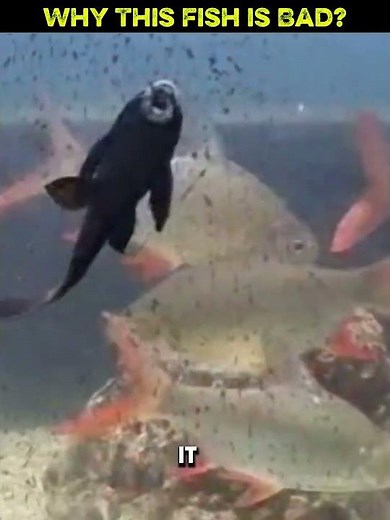 Why This Fish Is Bad for the Ecosystem ||