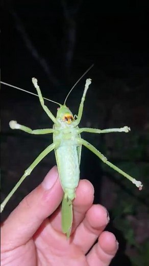 The Amazing Sound of a katydid