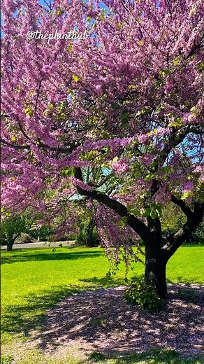 The eastern redbud (Cercis canadensis) in Adelaide Botanic Gardens #easternredbud @TaylorSwift