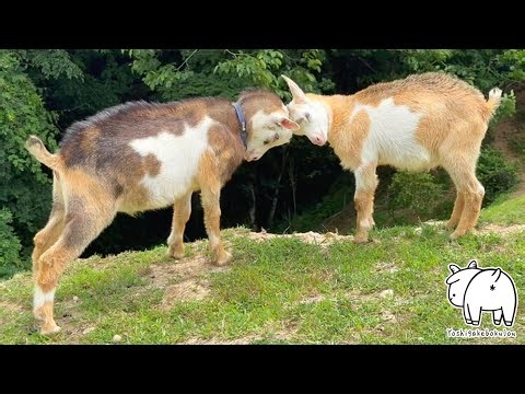 An adorable little fight.Yoshigake Farm. #goat