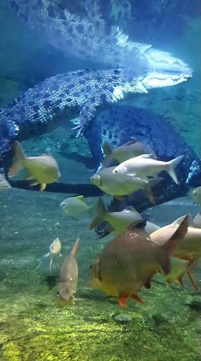 Crocodile vs Alligator vs Caiman 🐊 Can You Spot the Difference?