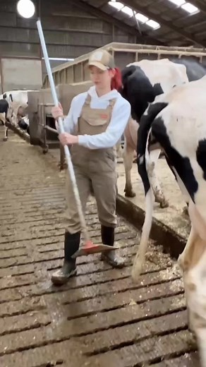 Life on a Cow Farm: Feeding and Cleaning Routine