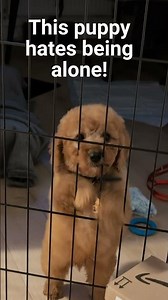 Bringing 8 week old cavapoo puppy home to two cats 🙀