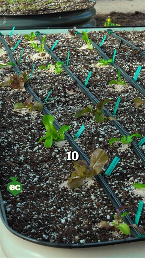 From seed to salad bowl, lettuce proves just how diverse a garden can be. 🌱 Explore 30 varieties that bring color, texture, and flavor straight from the soil. 🥗💚 | All About Gardening