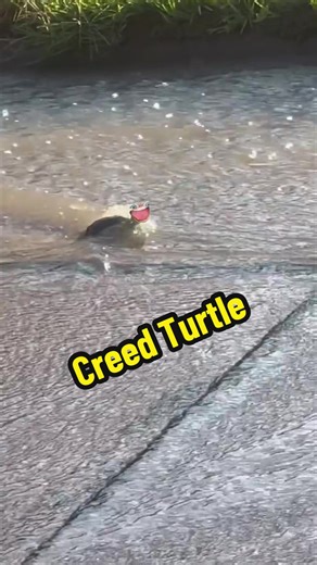 Carry on Turtle 🐢 Carry on #facesonthings #imdead #hilarious #creed #comedy (No face) 🎥 @mrsuhspence on IG 🔈 @tristanmaloney on IG