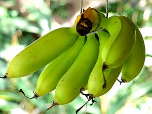 島バナナの食べ頃時期 収穫から黄色く色づくまでを撮影しました : 農家のフルーツBLOG
