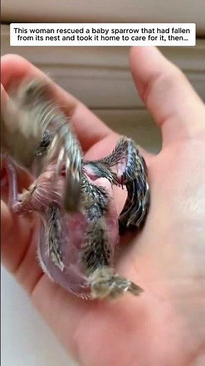 She Saved a Fallen Sparrow and Changed Its Life...