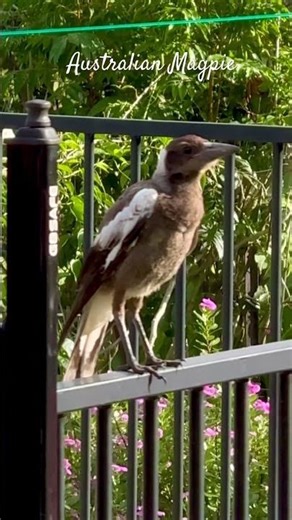Australian Magpie