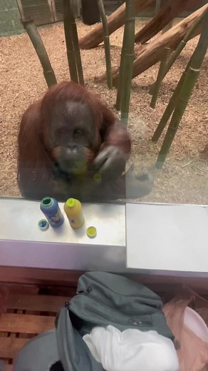 Orangutan Reacting: Hilarious Memes and Gestures