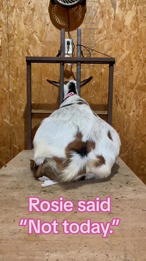 Funny Goat Feeding Routine on a Dairy Farm