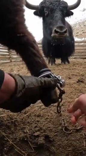 Hands Prying Rubber in a Tight Muddy Yak Pen