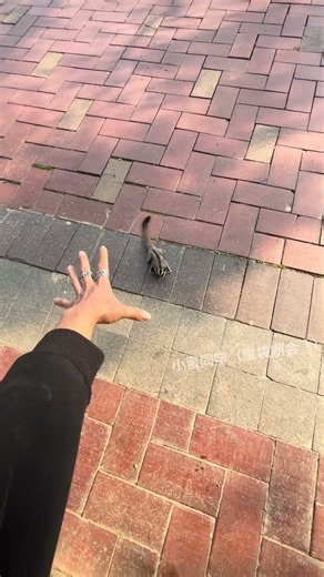 Little flying squirrel is here _ The confusing behaviors of cute pets