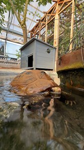 6.2K views · 390 reactions | The Elongated Tortoises are moving to...