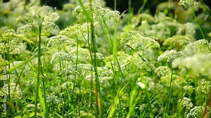 The cow parsley, Anthriscus sylvestris, is an umbelliferous plant. The wild chervil grow in meadow. Kupyr on a summer day, close-up, side view. White flowers on a green background. Stock Video