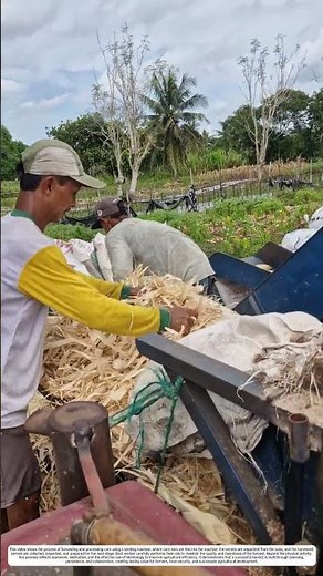 Corn Shelling: How a Mechanical Sheller Transforms Harvested Corn into Clean Kernels