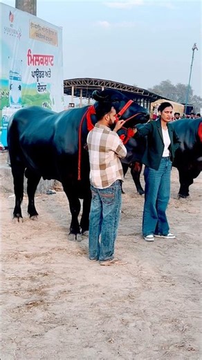 Yaari (Official Video) Masoom Sharma | Rohit Lamba, Vinay Yadav | New Haryanvi Songs #shorts #song