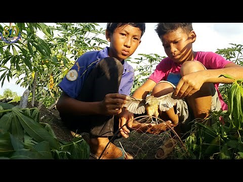 Best Bird Trap Quick For Catching Quails || Children Technique Of Birds Trap