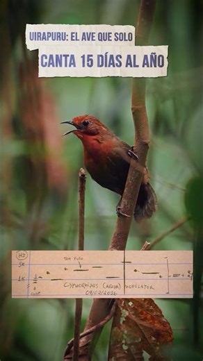 El pájaro que silencia al Amazonas: El misterio del Uirapurú