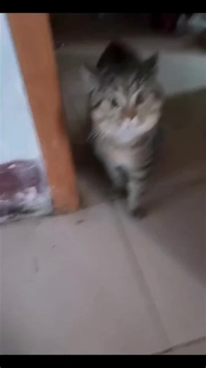 Funny Cats Video: Hilarious Cat Moments You Can't Miss 😂