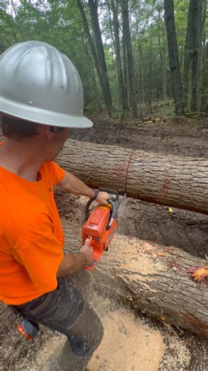 Billy Bucking Hemlock with the Husqvarna 288XP Lite
