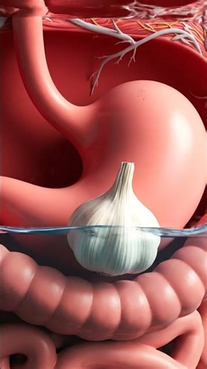 Watch How Garlic Moves Through the Digestive System | 3D Digestion Animation