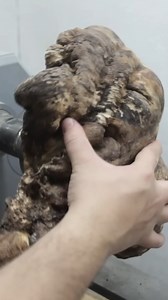 I transformed this rotten and spalted burl into a stunning piece #woodwork #craftmanship #woodturning | David's Woodturning