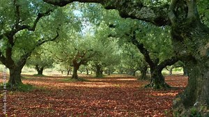 Mediterranean nature. Olive tree garden