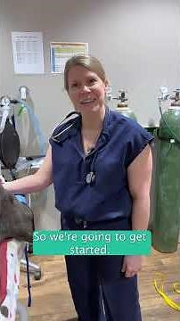 Gastropexy and Spay Surgery with Dr. Bradshaw