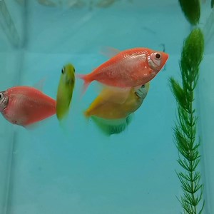 19 reactions · 8 comments | Neon Tetra Fish 殺 Lipay kaayo ko paghatod ani ni Ma’am Crisanta gahapon. Cloud 9 feeling gyud. Salamat kaayo sa inyo ni Mark, Ma’am! 﫶 These cute little creatures are very affordable gyud. Makadala pa jud silag good vibes sa balay tungod sa ilang colors and serene vibes. Stress reliever! 凉 Make sure lang kabalo mo sa basics before mag alaga ha? Just contact Ma’am Crisanta Leo Lubog Echavez! ☺️ | Angelika Calano-Ybañez | Facebook