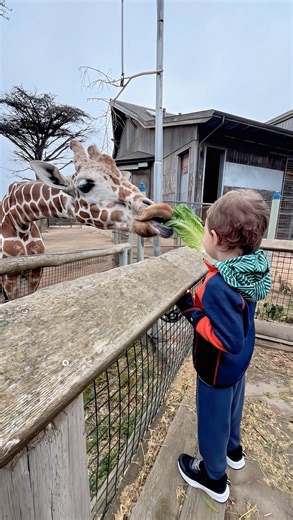 Lesley Carter | Getting up close and personal with the tallest land animals on Earth? Yes, please! 🦒✨ Feeding the giraffes at @sanfranciscozoo was an... | Instagram