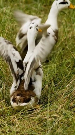 Ancona ducks,#pets calm, adaptable and backyard ducks that don't fly easily.