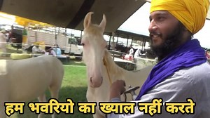White Filly and Colt at Jagraon mandi | Exploring Rajasthan