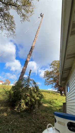 1.2K views | #treeservice #treeremoval #chainsaw #climbing | D&K Works LLC | Facebook