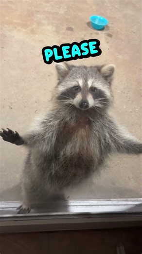 RaCCooN CoRe 🦝✨