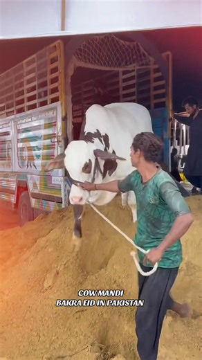 Unloading Chatni cattle | Cow Tiktok | Cow Lover | Qurbani Eid Janwar | whatsapp status | #Shorts