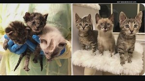 13 to the Rescue: Eagle Scout helps build shelters for neighborhood cats