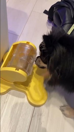 おやつ入り知育おもちゃを変わった攻略をするぷる🐶 #犬 #知育玩具 #犬動画 #愛犬 #チワポメ