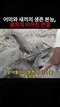 어미와 새끼의 생존 본능, 끝까지 이어진 연결 #코끼리 #동물구조 #야생동물 #자연다큐 #감동실화 #동물영상 #생존본능
