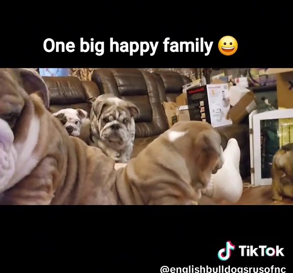 English Bulldogs R Us of The Carolinas #bulldogsofinstagram #englishbulldogsofinstagram #breeding #rus #nc #northcarolina #dogsofinstagram #bulldoglife #dog #bulldogs #bulldoglove #puppy #englishbulldogs #dogs #igbulldogs #bulldogsofig #englishbulldogpuppy #bulldogpuppy #bully #puppiesofinstagrm #puppylove #frenchbulldog #bulldogdays #bulldoglovers #englishbulldoglovers #worldwide #englishbulldogsrusofnc #Love #puppies #puppy #bulldogingles #dogoftheday #dogstagram #artificial #insemination #ai