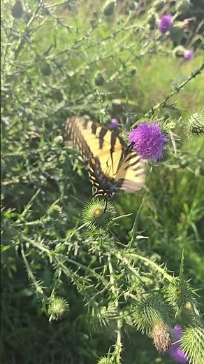 Yellow and Black Butterfly - Eastern Tiger Swallowtail