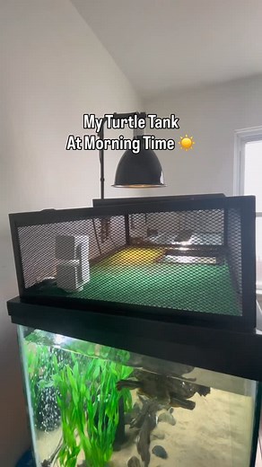 94K views · 11K reactions | My Turtle Tank At Morning Time vs Evening Time!  #petturtle #turtletank #redearedslider | AQUATIC REALM | Facebook