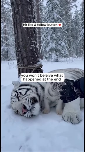 Rescue Story of a Snow Lion: A Heartwarming Journey
