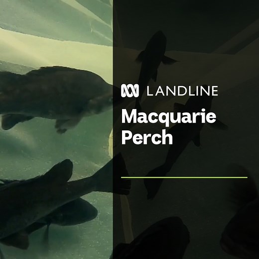 🐟🐠 Macquarie perch once thrived in the Murray Darling Basin, but overfishing, habitat disturbance and invasive species have almost wiped out the native freshwater species. Scientists have been working on bringing the species back from the brink of extinction.​ ​ "I can see prospects that it's going to get taken off the endangered species list. That's kind of a wonderful legacy for a fisheries biologist to leave behind."​ ​ 📺 Watch Landline Sundays at 12:30pm on ABCTV or on iview: https://bit.