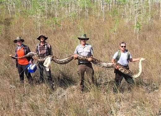 Scientists swamped by massive python found in Florida - The Weather Network